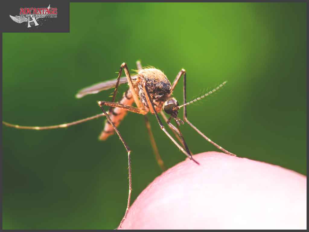 Summer Pests: How to Keep Mosquitoes at Bay
